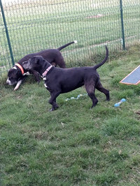 Sorties sur parcours des Chiens